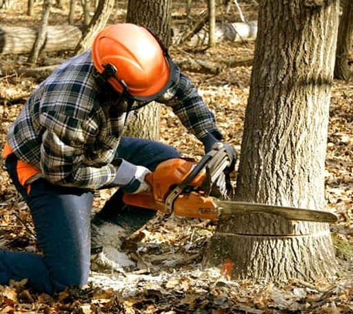Tree Removal in Williamsburg, IA